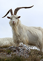 Cashmere-Ziege