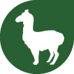 Alpaka