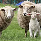 4-Jahreszeiten-Bettdecke mit bauschig weicher Schafschurwolle Füllung