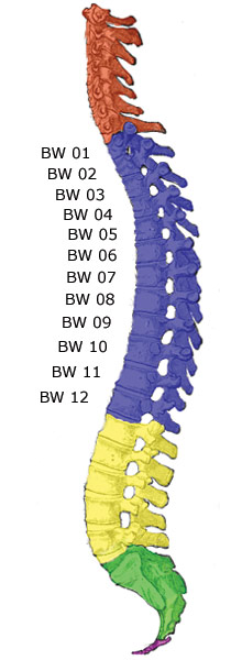 Die Brustwirbel der Wirbelsäule