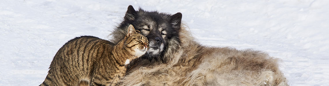 Katze und Hund