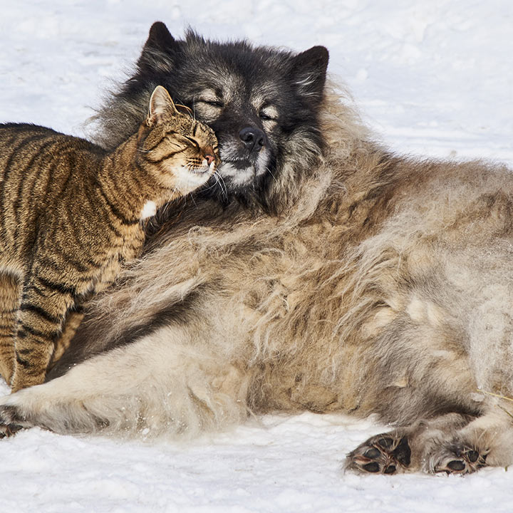 Katze und Hund