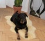 Fell mit schadstoffarmer Gerbung und extra hohem Flor zum Einkuscheln Fell mit schadstoffarmer Gerbung und extra hohem Flor zum Einkuscheln