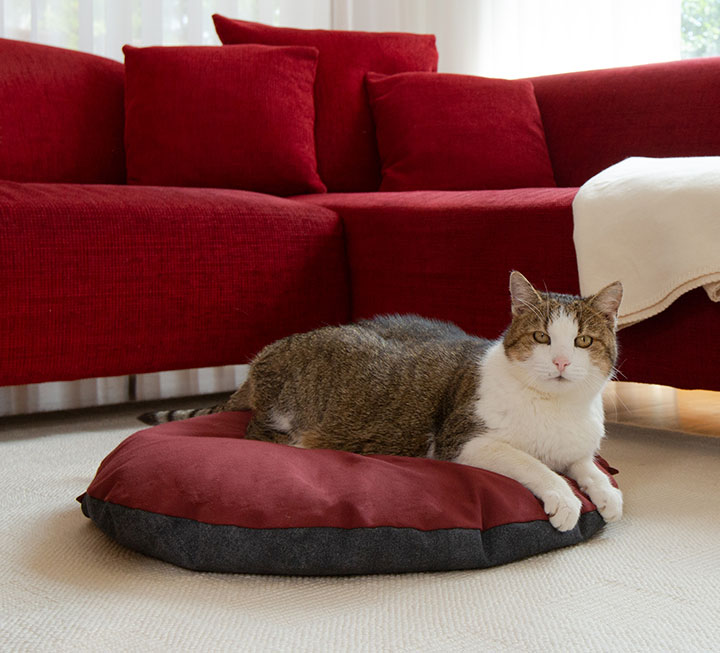 Gemütlich-weiches Kuschelkissen für erholsame Stunden Gemütlich-weiches Kuschelkissen für erholsame Stunden